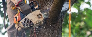 Professional Tree Care in Osceola Mills, PA