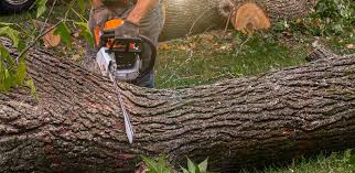 How Our Tree Care Process Works  in  Osceola Mills, PA